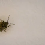 Cum scoți din casă ploșnițele de exterior urât mirositoare
